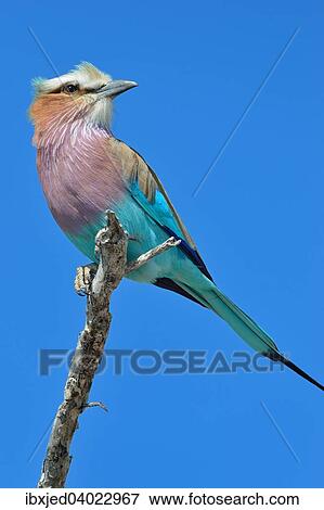 Gabelracke (Coracias caudatus) auf einem Zweig, Etosha-Nationalpark, Namibia, Afrika View Large Photo Image Stock Photo - Gabelracke (Coracias caudatus) auf einem Zweig, Etosha-Nationalpark, Namibia, Afrika. Fotosearch