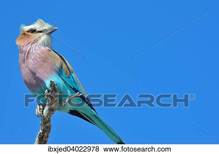 Gabelracke (Coracias caudatus) auf einem Zweig, Etosha-Nationalpark, Namibia, Afrika View Large Photo Image Stock Photo - Gabelracke (Coracias caudatus) auf einem Zweig, Etosha-Nationalpark, Namibia, Afrika. Fotosearch