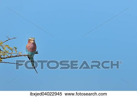 Gabelracke (Coracias caudatus) auf einem Zweig, Etosha-Nationalpark, Namibia, Afrika View Large Photo Image Stock Photography - Gabelracke (Coracias caudatus) auf einem Zweig, Etosha-Nationalpark, Namibia, Afrika. Fotosearch