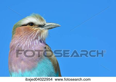 Gabelracke (Coracias caudatus), Etosha-Nationalpark, Namibia, Afrika View Large Photo Image Picture - Gabelracke (Coracias caudatus), Etosha-Nationalpark, Namibia, Afrika. Fotosearch