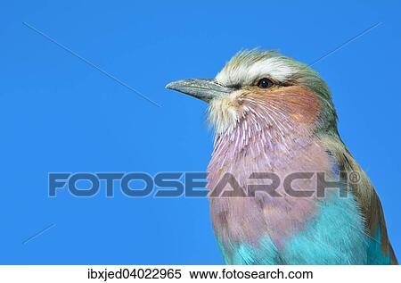 Gabelracke (Coracias caudatus), Etosha-Nationalpark, Namibia, Afrika View Large Photo Image Stock Photography - Gabelracke (Coracias caudatus), Etosha-Nationalpark, Namibia, Afrika. Fotosearch