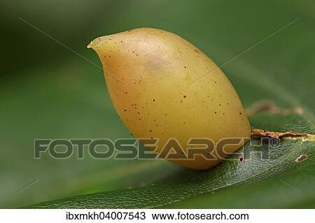 Galle der Buchengallmucke (Mikiola fagi) auf Blatt der Rotbuche (Fagus sylvatica), Hessen, Deutschland, Europa View Large Photo Image Stock Image - Galle der Buchengallmucke (Mikiola fagi) auf Blatt der Rotbuche (Fagus sylvatica), Hessen, Deutschland, Europa. Fotosearch