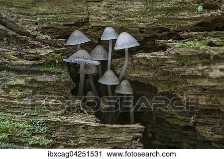 Stock Image - Gallenhelmling (Mycena erubescens) auf Totholz, ungeniessbar, Naturschutzgebiet Monchbruch, Russelsheim am Main, Hessen, Deutschland, Europa. Fotosearch