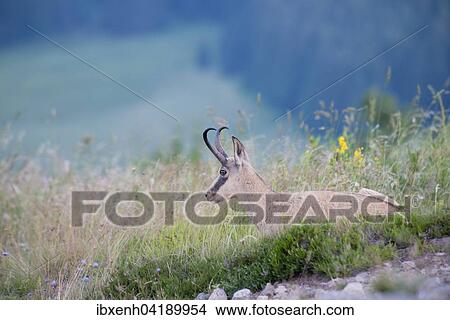 Picture - Gamse (Rupicapra rupicapra) liegt in Bergwiese, Vogesen, Elsass-Lothringen, Frankreich, Europa. Fotosearch