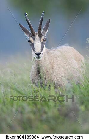 Picture - Gamse (Rupicapra rupicapra), Vogesen, Elsass-Lothringen, Frankreich, Europa. Fotosearch