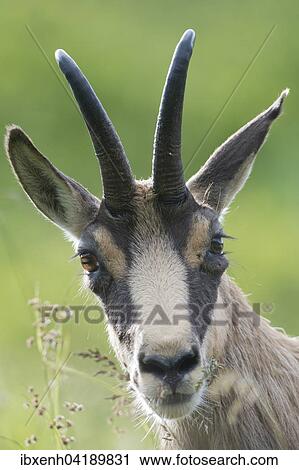 Gamse (Rupicapra rupicapra), Vogesen, Elsass-Lothringen, Frankreich, Europa View Large Photo Image Stock Image - Gamse (Rupicapra rupicapra), Vogesen, Elsass-Lothringen, Frankreich, Europa. Fotosearch