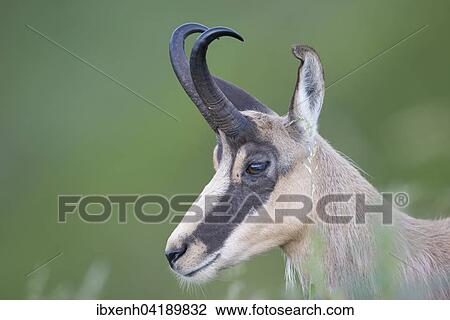 Stock Image - Gamse (Rupicapra rupicapra), Vogesen, Elsass-Lothringen, Frankreich, Europa. Fotosearch