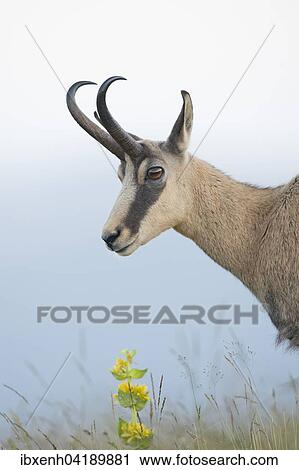 Gamse (Rupicapra rupicapra), Vogesen, Elsass-Lothringen, Frankreich, Europa View Large Photo Image Stock Image - Gamse (Rupicapra rupicapra), Vogesen, Elsass-Lothringen, Frankreich, Europa. Fotosearch