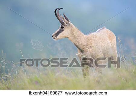 Gamse (Rupicapra rupicapra), Vogesen, Elsass-Lothringen, Frankreich, Europa View Large Photo Image Stock Photo - Gamse (Rupicapra rupicapra), Vogesen, Elsass-Lothringen, Frankreich, Europa. Fotosearch