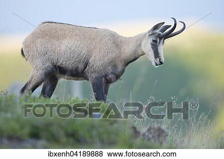Gamse (Rupicapra rupicapra), Vogesen, Elsass-Lothringen, Frankreich, Europa View Large Photo Image Stock Photo - Gamse (Rupicapra rupicapra), Vogesen, Elsass-Lothringen, Frankreich, Europa. Fotosearch