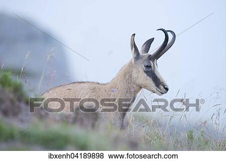 Gamse (Rupicapra rupicapra), Vogesen, Elsass-Lothringen, Frankreich, Europa View Large Photo Image Stock Photo - Gamse (Rupicapra rupicapra), Vogesen, Elsass-Lothringen, Frankreich, Europa. Fotosearch