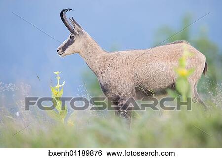 Gamse (Rupicapra rupicapra), Vogesen, Elsass-Lothringen, Frankreich, Europa View Large Photo Image Stock Photograph - Gamse (Rupicapra rupicapra), Vogesen, Elsass-Lothringen, Frankreich, Europa. Fotosearch
