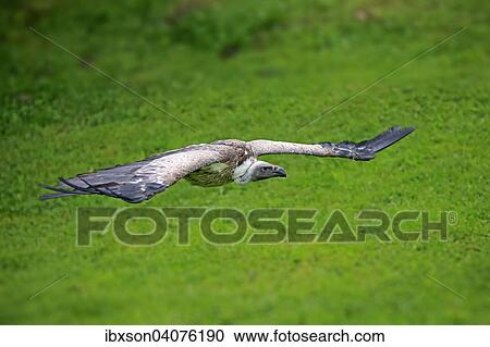 Gansegeier (Gyps fulvus), adult, fliegend, captive, Eifel, Deutschland, Europa View Large Photo Image Stock Image - Gansegeier (Gyps fulvus), adult, fliegend, captive, Eifel, Deutschland, Europa. Fotosearch