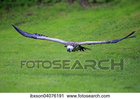 Gansegeier (Gyps fulvus), adult, fliegend, captive, Eifel, Deutschland, Europa View Large Photo Image Stock Image - Gansegeier (Gyps fulvus), adult, fliegend, captive, Eifel, Deutschland, Europa. Fotosearch