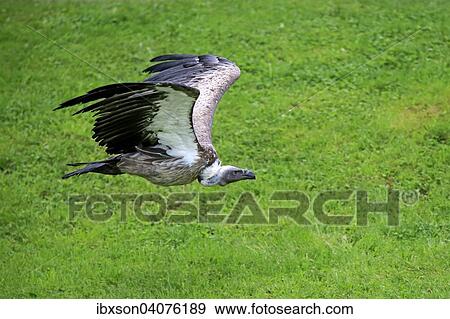 Gansegeier (Gyps fulvus), adult, fliegend, captive, Eifel, Deutschland, Europa View Large Photo Image Stock Photo - Gansegeier (Gyps fulvus), adult, fliegend, captive, Eifel, Deutschland, Europa. Fotosearch