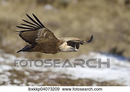 Gansegeier (Gyps fulvus) im Flug, Pyrenaen, Katalonien, Spanien, Europa View Large Photo Image Stock Photo - Gansegeier (Gyps fulvus) im Flug, Pyrenaen, Katalonien, Spanien, Europa. Fotosearch