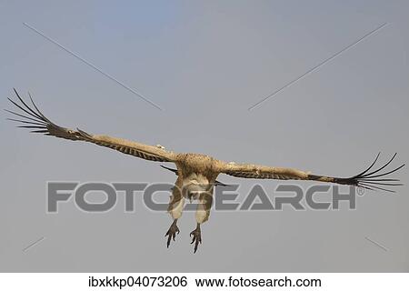 Gansegeier (Gyps fulvus) im Flug, Pyrenaen, Katalonien, Spanien, Europa View Large Photo Image Stock Photograph - Gansegeier (Gyps fulvus) im Flug, Pyrenaen, Katalonien, Spanien, Europa. Fotosearch