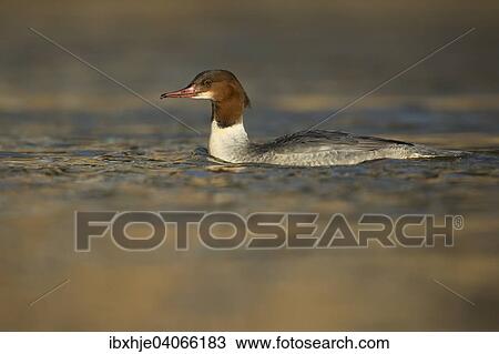 Stock Image - Gansesager (Mergus merganser), Mosel, Rheinland-Pfalz, Deutschland, Europa. Fotosearch