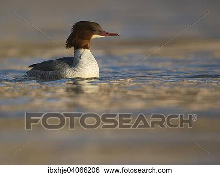 Stock Photograph - Gansesager (Mergus merganser), Mosel, Rheinland-Pfalz, Deutschland, Europa. Fotosearch