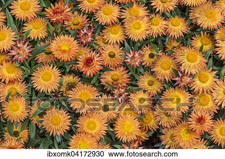 Garten-Strohblume (Helichrysum bracteatum), Baden-Wurttemberg, Deutschland, Europa View Large Photo Image Stock Image - Garten-Strohblume (Helichrysum bracteatum), Baden-Wurttemberg, Deutschland, Europa. Fotosearch