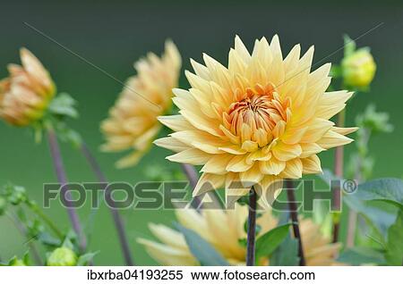Gartendahlie (Dahlia sp. ), Blute, Nordrhein-Westfalen, Deutschland, Europa View Large Photo Image Stock Photography - Gartendahlie (Dahlia sp. ), Blute, Nordrhein-Westfalen, Deutschland, Europa. Fotosearch