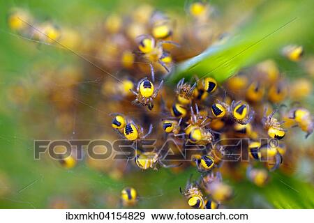 Gartenkreuzspinnen (Araneus diadematus), Jungspinnen, Hessen, Deutschland, Europa View Large Photo Image Stock Photo - Gartenkreuzspinnen (Araneus diadematus), Jungspinnen, Hessen, Deutschland, Europa. Fotosearch