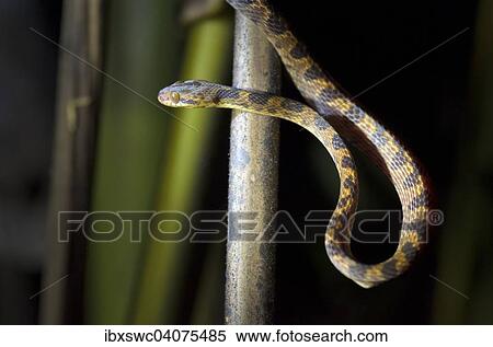 Stock Photography - Gebanderte Katzenaugennatter (Leptodeira septentrionalis), Provinz Puntarenas, Costa Rica, Nordamerika. Fotosearch