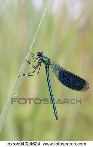 Gebanderte Prachtlibelle (Calopteryx splendens) Mannchen, auf Grashalm View Large Photo Image Picture - Gebanderte Prachtlibelle (Calopteryx splendens) Mannchen, auf Grashalm. Fotosearch
