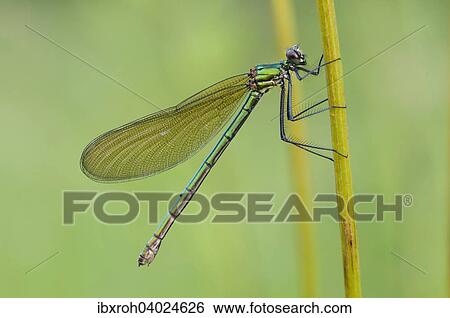 Stock Photograph - Gebanderte Prachtlibelle (Calopteryx splendens) Weibchen, auf Halm. Fotosearch