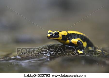 Stock Image - Gebanderter Feuersalamander (Salamandra salamandra ssp. terrestris) an Gebirgsbach bei Stolberg, Sachsen-Anhalt, Deutschland, Europa. Fotosearch