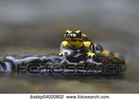 Gebanderter Feuersalamander (Salamandra salamandra ssp. terrestris) an Gebirgsbach bei Stolberg, Sachsen-Anhalt, Deutschland, Europa View Large Photo Image Stock Image - Gebanderter Feuersalamander (Salamandra salamandra ssp. terrestris) an Gebirgsbach bei Stolberg, Sachsen-Anhalt, Deutschland, Europa. Fotosearch