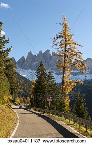 Gebirgs-Strasse, Europaische Larche (Larix decidua), Bergwald im Herbst, Geisler Spitzen, Geislergruppe, Naturpark Puez-Geisler, Dolomiten, Alpen, Villnoss, Villnossal, Sudtirol, Trentino-Sudtirol, Italien, Europa View Large Photo Image Stock Photo - Gebirgs-Strasse, Europaische Larche (Larix decidua), Bergwald im Herbst, Geisler Spitzen, Geislergruppe, Naturpark Puez-Geisler, Dolomiten, Alpen, Villnoss, Villnossal, Sudtirol, Trentino-Sudtirol, Italien, Europa. Fotosearch