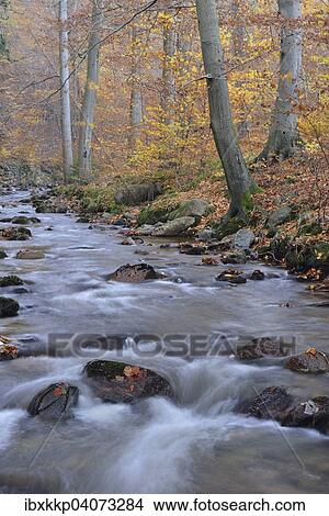 Gebirgsbach Ilse im Ilsetal im Herbst, bei Ilsenburg, Sachsen-Anhalt, Deutschland, Europa View Large Photo Image Picture - Gebirgsbach Ilse im Ilsetal im Herbst, bei Ilsenburg, Sachsen-Anhalt, Deutschland, Europa. Fotosearch