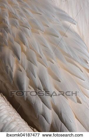 Gefieder, Rosapelikan (Pelecanus onocrotalus), Stuttgart, Baden-Wurttemberg, Deutschland, Europa View Large Photo Image Stock Photo - Gefieder, Rosapelikan (Pelecanus onocrotalus), Stuttgart, Baden-Wurttemberg, Deutschland, Europa. Fotosearch