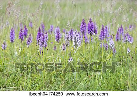 Geflecktes Knabenkraut (Dactylorhiza maculata), Emsland, Niedersachsen, Deutschland, Europa View Large Photo Image Stock Image - Geflecktes Knabenkraut (Dactylorhiza maculata), Emsland, Niedersachsen, Deutschland, Europa. Fotosearch