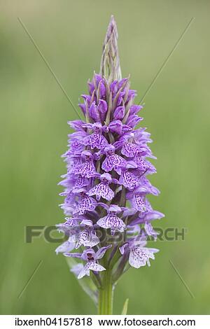 Geflecktes Knabenkraut (Dactylorhiza maculata), Emsland, Niedersachsen, Deutschland, Europa View Large Photo Image Stock Photo - Geflecktes Knabenkraut (Dactylorhiza maculata), Emsland, Niedersachsen, Deutschland, Europa. Fotosearch
