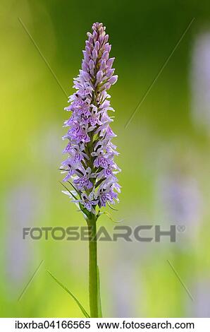 Geflecktes Knabenkraut (Dactylorhiza maculata), Nordrhein-Westfalen, Deutschland, Europa View Large Photo Image Stock Photography - Geflecktes Knabenkraut (Dactylorhiza maculata), Nordrhein-Westfalen, Deutschland, Europa. Fotosearch