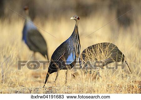 Stock Image - Geierperlhuhn (Acryllium vulturinum), Samburu Nationalreservat, Kenia, Afrika. Fotosearch