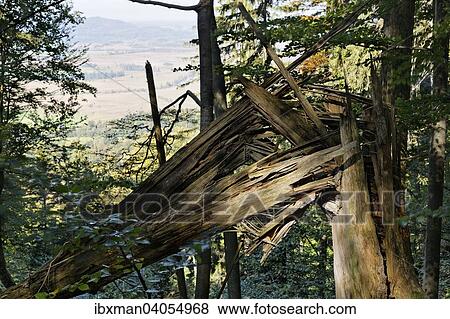 Geknickter Baumstamm, Windbruch, Kochel am See, Oberbayern, Bayern, Deutschland, Europa View Large Photo Image Stock Photo - Geknickter Baumstamm, Windbruch, Kochel am See, Oberbayern, Bayern, Deutschland, Europa. Fotosearch