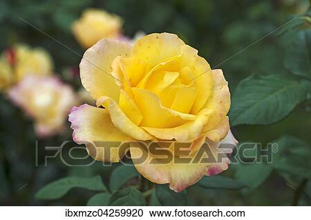 Stock Image - Gelb bluhende Rose (Rosa sp. ), Bayern, Deutschland, Europa. Fotosearch