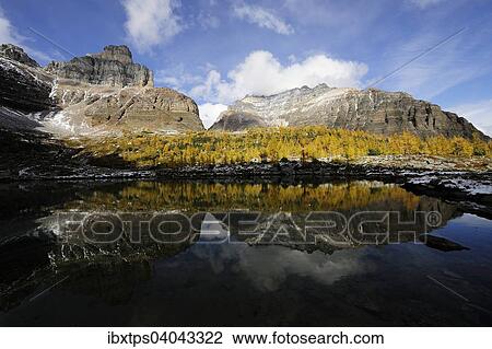 Stock Image - Gelb gefarbter Larchenwald spiegelt sich mit dem Eiffel Peak in einem Bergsee, Banff-Nationalpark, Alberta, Kanada, Nordamerika. Fotosearch