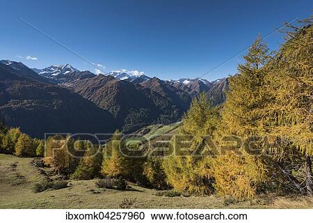 Gelb verfarbte Larchen (Larix decidua), herbstlicher Bergwald, hinten Lasorling und die Lasorlinggruppe, oberes Virgental nahe Bodenalm, Osttirol, Osterreich, Europa View Large Photo Image Stock Image - Gelb verfarbte Larchen (Larix decidua), herbstlicher Bergwald, hinten Lasorling und die Lasorlinggruppe, oberes Virgental nahe Bodenalm, Osttirol, Osterreich, Europa. Fotosearch