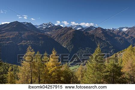 Gelb verfarbte Larchen (Larix decidua), herbstlicher Bergwald, hinten der Berg Lasorling und die Lasorlinggruppe, oberes Virgental nahe Bodenalm, Osttirol, Osterreich, Europa View Large Photo Image Stock Photography - Gelb verfarbte Larchen (Larix decidua), herbstlicher Bergwald, hinten der Berg Lasorling und die Lasorlinggruppe, oberes Virgental nahe Bodenalm, Osttirol, Osterreich, Europa. Fotosearch