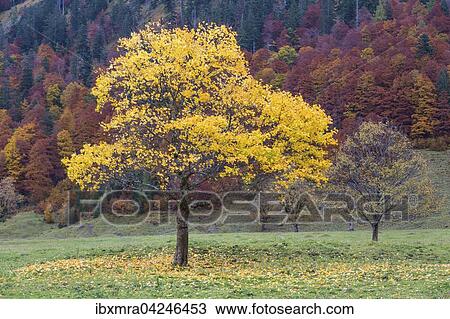 Stock Image - Gelb verfarbter Baum vor Herbstwald, Herbstlaub, Grosser Ahornboden, Eng-Alm, Hinterriss, Karwendelgebirge, Tirol, Osterreich, Europa. Fotosearch