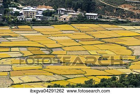 Gelbe, reife Reisfelder, Paro-Tal bei Paro, Bhutan, Asien View Large Photo Image Stock Image - Gelbe, reife Reisfelder, Paro-Tal bei Paro, Bhutan, Asien. Fotosearch