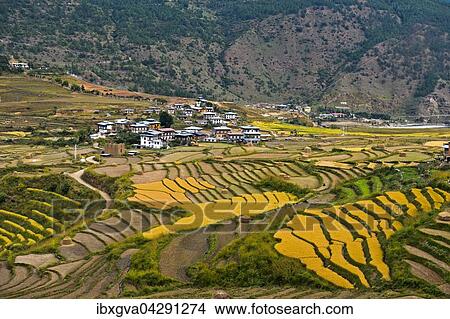 Gelbe Reisfelder, Terrassen mit Dorf Teoprongchu, Bhutan, Asien View Large Photo Image Picture - Gelbe Reisfelder, Terrassen mit Dorf Teoprongchu, Bhutan, Asien. Fotosearch
