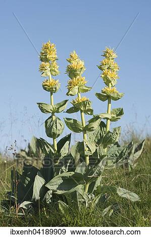 Gelber Enzian (Gentiana lutea), Vogesen, Elsass-Lothringen, Frankreich, Europa View Large Photo Image Stock Photo - Gelber Enzian (Gentiana lutea), Vogesen, Elsass-Lothringen, Frankreich, Europa. Fotosearch