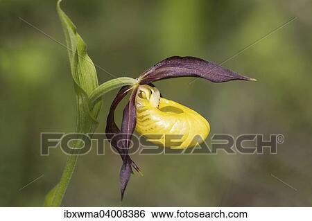 Gelber Frauenschuh (Cypripedium calceolus), Naturpark Meissner, Hessen, Deutschland, Europa View Large Photo Image Stock Photograph - Gelber Frauenschuh (Cypripedium calceolus), Naturpark Meissner, Hessen, Deutschland, Europa. Fotosearch