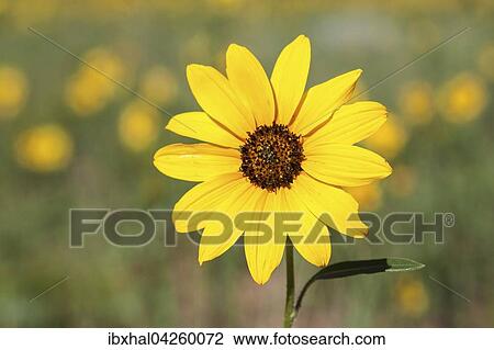 Gelber Sonnenhut (Rudbeckia sp. ), Utah, USA, Nordamerika View Large Photo Image Stock Image - Gelber Sonnenhut (Rudbeckia sp. ), Utah, USA, Nordamerika. Fotosearch
