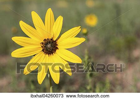 Gelber Sonnenhut (Rudbeckia sp. ), Utah, USA, Nordamerika View Large Photo Image Stock Image - Gelber Sonnenhut (Rudbeckia sp. ), Utah, USA, Nordamerika. Fotosearch